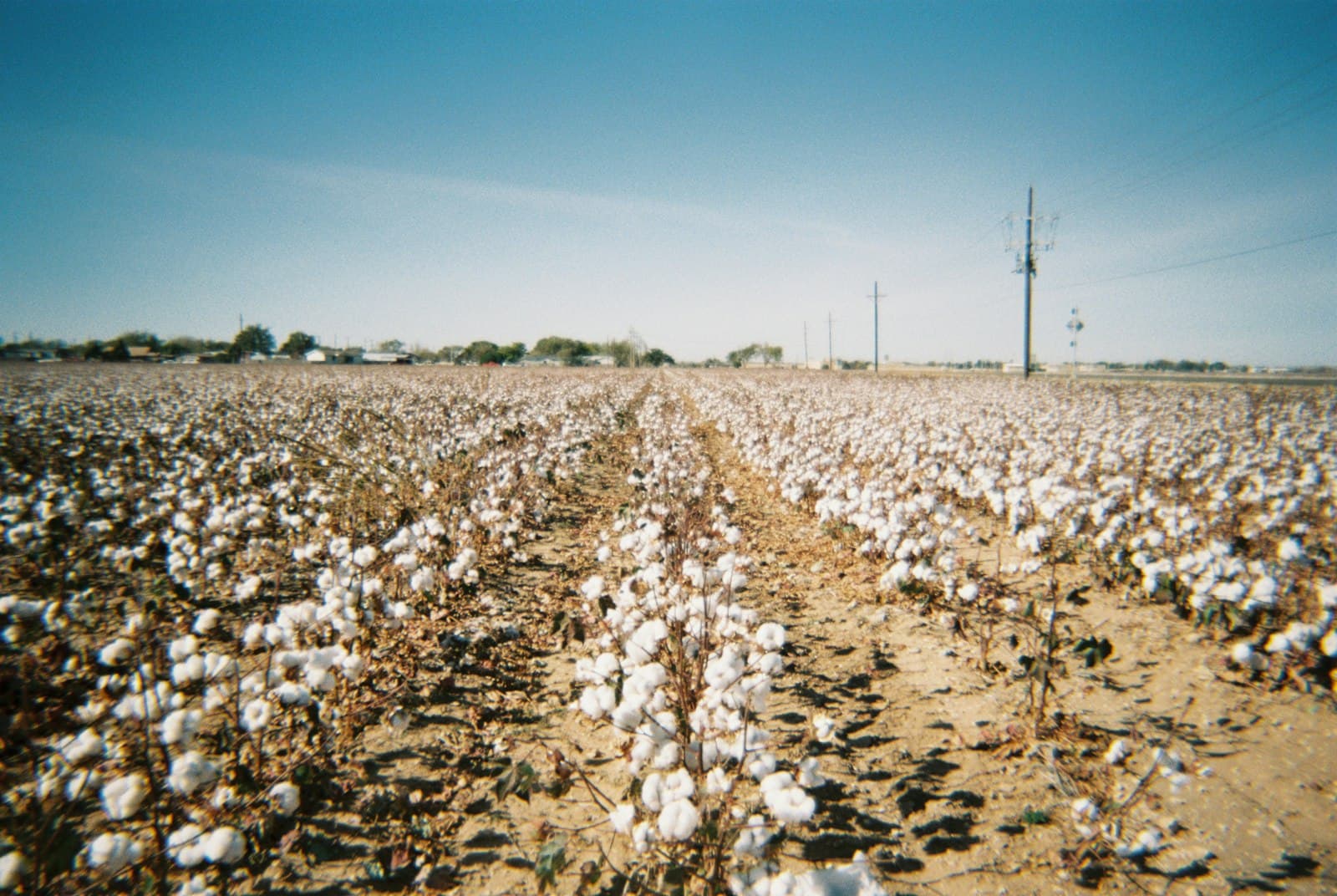 Campo de algodón